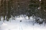 IMG_0011.JPG