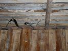 P5290050.JPG