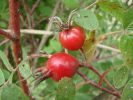 DSC02614.JPG