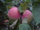 DSC02651.JPG