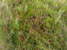 DSC02678.JPG