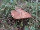 DSC02700.JPG