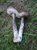DSC02729.JPG