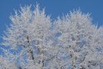 DSC03779.JPG