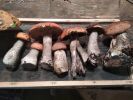 IMG-20200828-WA0003.jpg